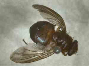  (Mesembrinella bellardiana - BFIB-0059)  @13 [ ] Unspecified (default): All Rights Reserved  Unspecified Unspecified