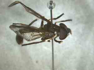  (Salpingogaster punctifrons - BFIB-0064)  @12 [ ] Unspecified (default): All Rights Reserved  Unspecified Unspecified