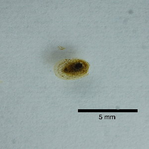  ( - BFMN_G3377_lnip2)  @11 [ ] Copyright (2017) Unspecified Specimen depository of the Graduate School of Natural Sciences, Nagoya City University