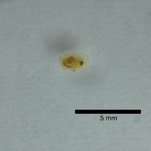  ( - BFMN_G3378_lnip3)  @11 [ ] Copyright (2017) Unspecified Specimen depository of the Graduate School of Natural Sciences, Nagoya City University