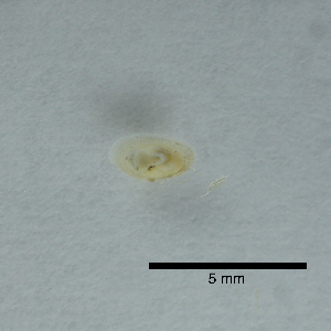  (Laevapex - BFMN_G3378_lnip3)  @11 [ ] Copyright (2017) Unspecified Specimen depository of the Graduate School of Natural Sciences, Nagoya City University