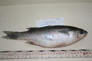  (Cestraeus oxyrhyncus - OXY004)  @14 [ ] CreativeCommons - Attribution (2011) Unspecified National Fisheries Research and Development Institute-Philippines