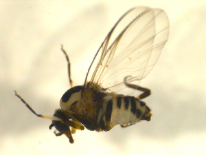  ( - BIOUG01782-A08)  @12 [ ] CreativeCommons - Attribution (2012) CBG Photography Group Centre for Biodiversity Genomics
