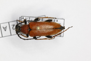  (Leptura rubra - 103-2-A-7)  @11 [ ] by-nc-sa (2024) Bundesforschungs- und Ausbildungszentrum fur Wald Bundesforschungs- und Ausbildungszentrum fur Wald