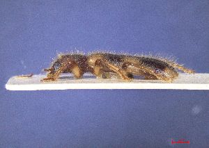  ( - 119-2-B-11)  @11 [ ] by-nc-sa (2024) Bundesforschungs- und Ausbildungszentrum fur Wald Bundesforschungs- und Ausbildungszentrum fur Wald