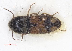  ( - 132-2-C-12)  @11 [ ] by-nc-sa (2024) Bundesforschungs- und Ausbildungszentrum fur Wald Bundesforschungs- und Ausbildungszentrum fur Wald