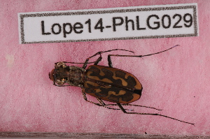  ( - Lope14-PhLG029)  @11 [ ] CreativeCommons - Attribution Non-Commercial Share-Alike (2014) ECODIV Univ Rouen