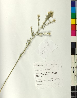  (Centaurea zuccariniana - BGE_00077_A04)  @11 [ ] CreativeCommons  Attribution by TAU herbarium (2025) TAU herbarium Aristotle University of Thessaloniki