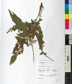  ( - BGE_00077_A08)  @11 [ ] CreativeCommons  Attribution by TAU herbarium (2025) TAU herbarium Aristotle University of Thessaloniki