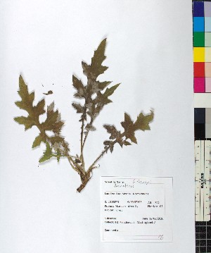  ( - BGE_00077_A10)  @11 [ ] CreativeCommons  Attribution by TAU herbarium (2025) TAU herbarium Aristotle University of Thessaloniki