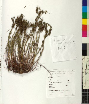  (Hypericum rumeliacum - BGE_00077_A11)  @11 [ ] CreativeCommons  Attribution by TAU herbarium (2025) TAU herbarium Aristotle University of Thessaloniki