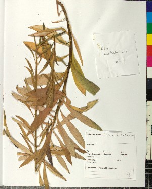  (Lilium chalcedonicum - BGE_00077_B11)  @11 [ ] CreativeCommons  Attribution by TAU herbarium (2025) TAU herbarium Aristotle University of Thessaloniki