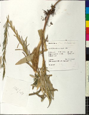  ( - BGE_00077_B12)  @11 [ ] CreativeCommons  Attribution by TAU herbarium (2025) TAU herbarium Aristotle University of Thessaloniki