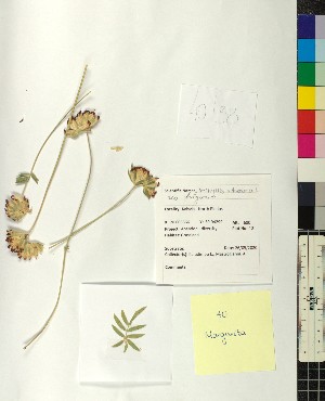  ( - BGE_00077_E06)  @11 [ ] CreativeCommons  Attribution by TAU herbarium (2025) TAU herbarium Aristotle University of Thessaloniki