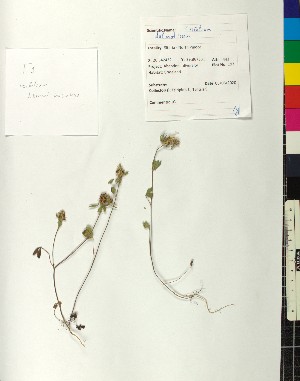  (Trifolium dalmaticum - BGE_00077_F01)  @11 [ ] CreativeCommons  Attribution by TAU herbarium (2025) TAU herbarium Aristotle University of Thessaloniki