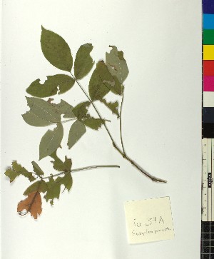  ( - BGE_00077_G04)  @11 [ ] CreativeCommons  Attribution by TAU herbarium (2025) TAU herbarium Aristotle University of Thessaloniki