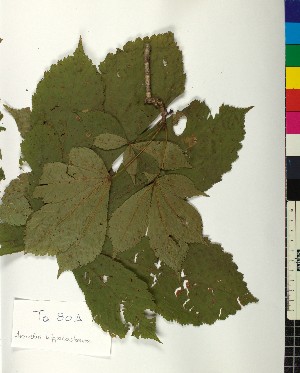  ( - BGE_00077_G06)  @11 [ ] CreativeCommons  Attribution by TAU herbarium (2025) TAU herbarium Aristotle University of Thessaloniki