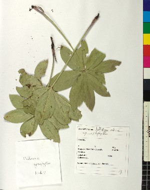  (Helleborus - BGE_00077_H05)  @11 [ ] CreativeCommons  Attribution by TAU herbarium (2025) TAU herbarium Aristotle University of Thessaloniki