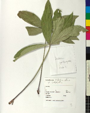  ( - BGE_00077_H06)  @11 [ ] CreativeCommons  Attribution by TAU herbarium (2025) TAU herbarium Aristotle University of Thessaloniki