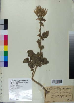  (Barbarea vulgaris - BGE_00078_A07)  @11 [ ] CreativeCommons  Attribution by TAU herbarium (2025) TAU herbarium Aristotle University of Thessaloniki