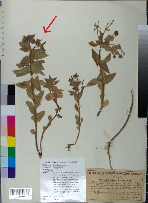  (Euphorbioideae - BGE_00078_A10)  @11 [ ] CreativeCommons  Attribution by TAU herbarium (2025) TAU herbarium Aristotle University of Thessaloniki