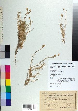  (Minuartia baldaccii - BGE_00078_A12)  @11 [ ] CreativeCommons  Attribution by TAU herbarium (2025) TAU herbarium Aristotle University of Thessaloniki