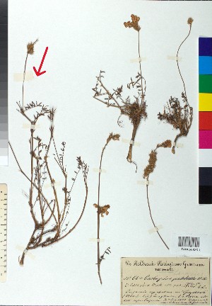 (Onobrychis alba - BGE_00078_D03)  @11 [ ] CreativeCommons  Attribution by TAU herbarium (2025) TAU herbarium Aristotle University of Thessaloniki
