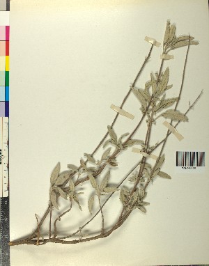  ( - BGE_00078_G06)  @11 [ ] CreativeCommons  Attribution by TAU herbarium (2025) TAU herbarium Aristotle University of Thessaloniki