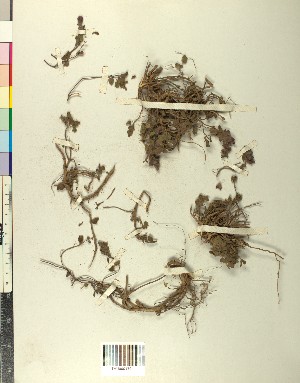  (Scutellarioideae - BGE_00078_H04)  @11 [ ] CreativeCommons  Attribution by TAU herbarium (2025) TAU herbarium Aristotle University of Thessaloniki