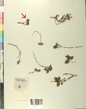  ( - BGE_00078_H05)  @11 [ ] CreativeCommons  Attribution by TAU herbarium (2025) TAU herbarium Aristotle University of Thessaloniki