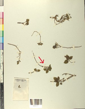  ( - BGE_00078_H06)  @11 [ ] CreativeCommons  Attribution by TAU herbarium (2025) TAU herbarium Aristotle University of Thessaloniki