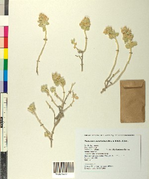  (Teucrium cuneifolium - BGE_00078_H09)  @11 [ ] CreativeCommons  Attribution by TAU herbarium (2025) TAU herbarium Aristotle University of Thessaloniki