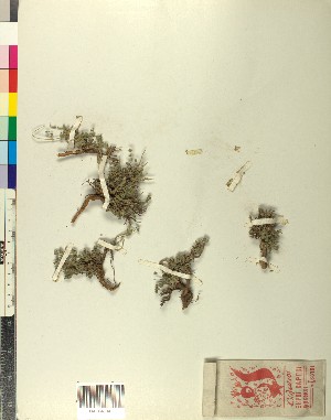  (Teucrium alpestre - BGE_00078_H11)  @11 [ ] CreativeCommons  Attribution by TAU herbarium (2025) TAU herbarium Aristotle University of Thessaloniki