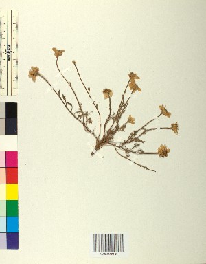  ( - BGE_00079_B03)  @11 [ ] CreativeCommons  Attribution by TAU herbarium (2025) TAU herbarium Aristotle University of Thessaloniki