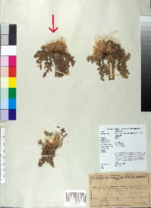  (Centaurea raphanina - BGE_00079_B04)  @11 [ ] CreativeCommons  Attribution by TAU herbarium (2025) TAU herbarium Aristotle University of Thessaloniki