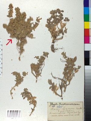  (Stachys swainsonii scyronica - BGE_00079_C05)  @11 [ ] CreativeCommons  Attribution by TAU herbarium (2025) TAU herbarium Aristotle University of Thessaloniki