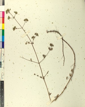  (Origanum - BGE_00079_C10)  @11 [ ] CreativeCommons  Attribution by TAU herbarium (2025) TAU herbarium Aristotle University of Thessaloniki