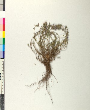  (Clinopodium alpinum - BGE_00079_D08)  @11 [ ] CreativeCommons  Attribution by TAU herbarium (2025) TAU herbarium Aristotle University of Thessaloniki