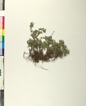  (Acinos alpinus hungaricus - BGE_00079_D10)  @11 [ ] CreativeCommons  Attribution by TAU herbarium (2025) TAU herbarium Aristotle University of Thessaloniki