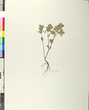  (Clinopodium - BGE_00079_E06)  @11 [ ] CreativeCommons  Attribution by TAU herbarium (2025) TAU herbarium Aristotle University of Thessaloniki