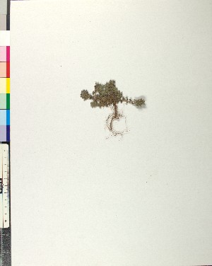  ( - BGE_00079_F01)  @11 [ ] CreativeCommons  Attribution by TAU herbarium (2025) TAU herbarium Aristotle University of Thessaloniki