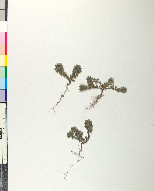  ( - BGE_00079_F02)  @11 [ ] CreativeCommons  Attribution by TAU herbarium (2025) TAU herbarium Aristotle University of Thessaloniki