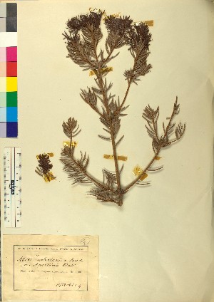 (Abies cephalonica - BGE_00079_F03)  @11 [ ] CreativeCommons  Attribution by TAU herbarium (2025) TAU herbarium Aristotle University of Thessaloniki