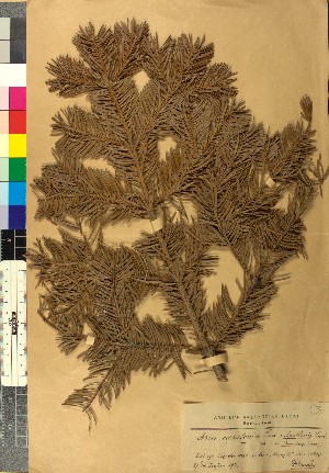  ( - BGE_00079_F04)  @11 [ ] CreativeCommons  Attribution by TAU herbarium (2025) TAU herbarium Aristotle University of Thessaloniki