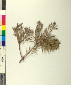  ( - BGE_00079_G01)  @11 [ ] CreativeCommons  Attribution by TAU herbarium (2025) TAU herbarium Aristotle University of Thessaloniki