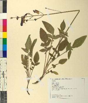  ( - BGE_00079_G10)  @11 [ ] CreativeCommons  Attribution by TAU herbarium (2025) TAU herbarium Aristotle University of Thessaloniki