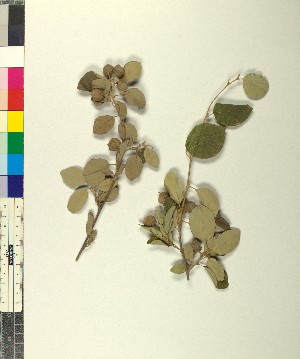  (Styrax officinalis - BGE_00079_H06)  @11 [ ] CreativeCommons  Attribution by TAU herbarium (2025) TAU herbarium Aristotle University of Thessaloniki