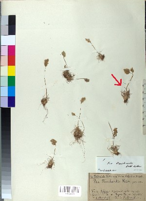  ( - BGE_00080_F11)  @11 [ ] CreativeCommons  Attribution by TAU herbarium (2025) TAU herbarium Aristotle University of Thessaloniki