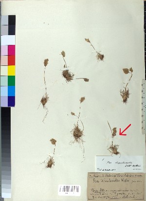  ( - BGE_00080_F12)  @11 [ ] CreativeCommons  Attribution by TAU herbarium (2025) TAU herbarium Aristotle University of Thessaloniki