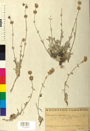  ( - BGE_00080_G01)  @11 [ ] CreativeCommons  Attribution by TAU herbarium (2025) TAU herbarium Aristotle University of Thessaloniki